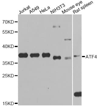 ATF4 Antibody