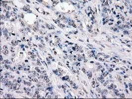 CYPOR / POR Antibody (clone OTI4G2)