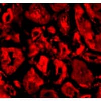 IHC-plus™ SNW1 / SKIP Antibody
