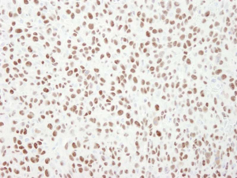 MCM6 Antibody (aa775-C-term)