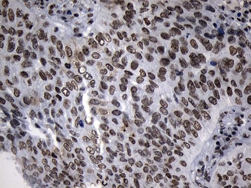 Monoclonal Mouse anti-Human ZNF705D Antibody (clone OTI1G1, Carrier-free, IHC, WB)