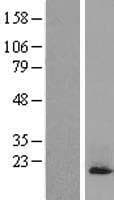 HIST1H3A Protein (Over-Expression Lysate Myc-DDK (Flag))
