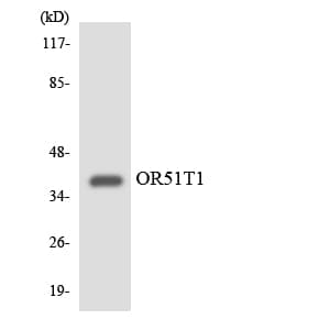OR51T1 Antibody (aa191-240)