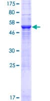 Human WDR27 Protein (Recombinant GST)