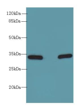 HSD17B12 Antibody