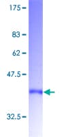 Human CARTPT / CART Protein (Recombinant GST)