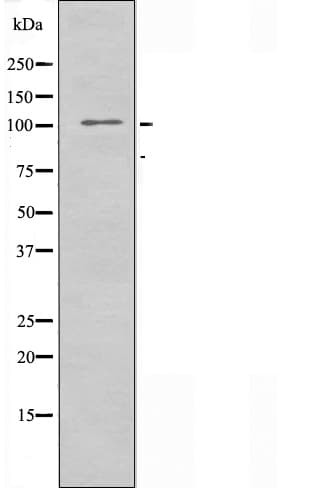 TLE2 Antibody