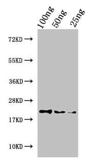 Polyclonal Rabbit anti-Haliotis laevigata Perlwapin Antibody (WB)