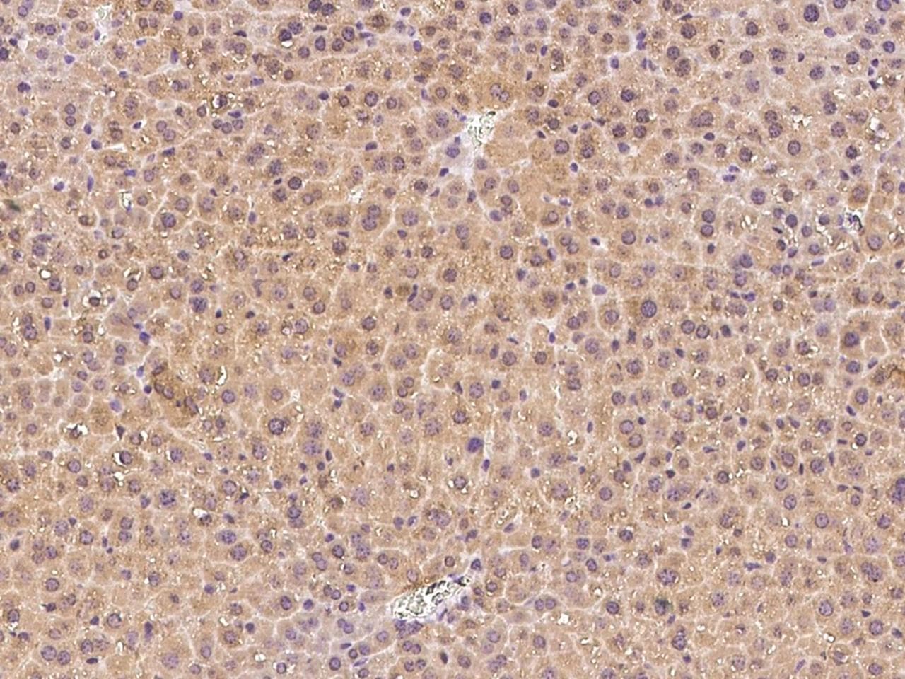 SNAP25 Antibody (Preservative Free)