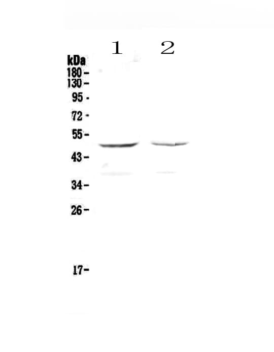GALT Antibody