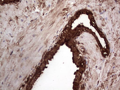 PKM2 Antibody (clone OTI12D5, Carrier-free)