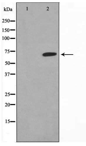 EPN2 Antibody