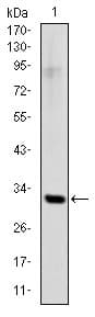 SNAI1 / SNAIL-1 Antibody (clone 6D2)