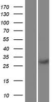 Human REC114 / C15orf60 Protein (Over-Expression Lysate Myc-DDK (Flag))