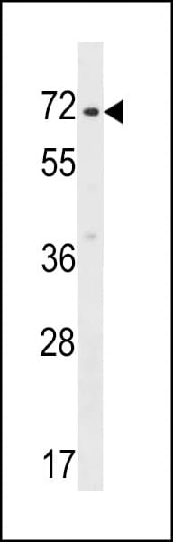 ZNF155 Antibody (aa480-509)