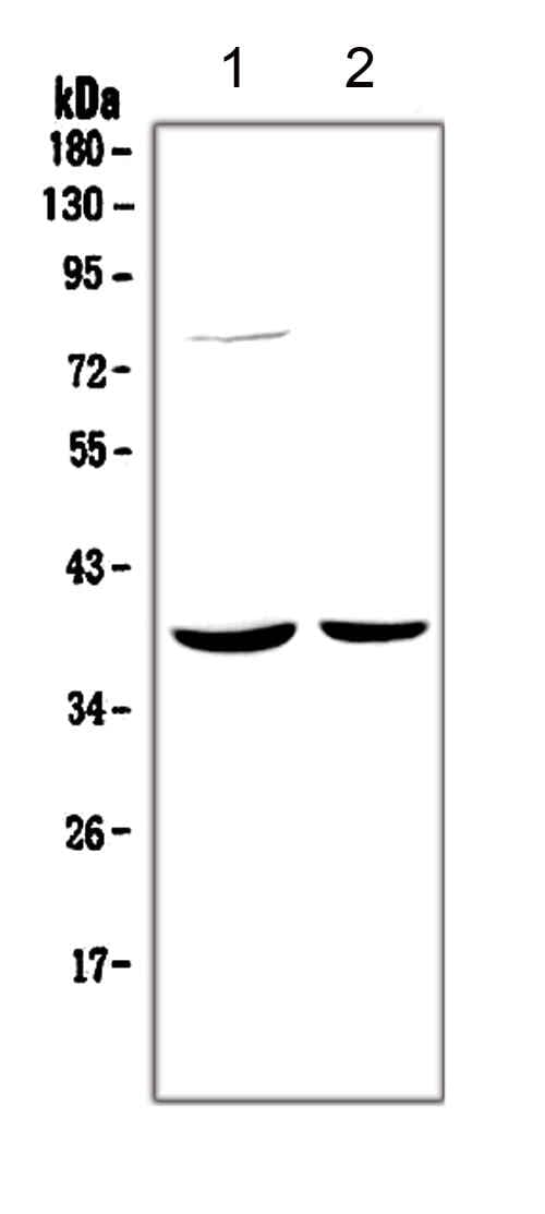 HDAC11 Antibody (aa47-81)