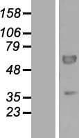 PEX16 Protein (Over-Expression Lysate Myc-DDK (Flag))