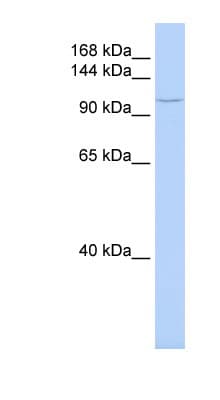 TMF1 / TMF-1 Antibody (aa1008-1057)