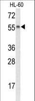 NYX Antibody (aa53-80)