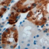 IHC-plus™ AMY1A / Salivary Amylase Antibody