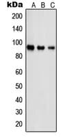 Polyclonal Rabbit anti-Human PSMD2 Antibody (N-Terminus, IHC, WB)