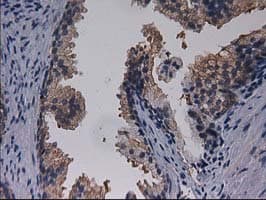 Gephyrin Antibody (clone OTI3C6)