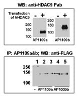 HDAC9 Antibody (aa503-533)