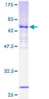 Human MTERF1 Protein (Recombinant GST)