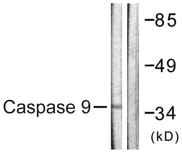 CASP9 / Caspase 9 Antibody (aa119-168)