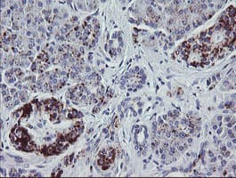 NRIP3 Antibody (clone OTI1A9)