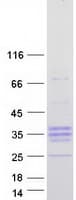 Human PRSS55 Protein (Recombinant Myc-DDK (Flag))