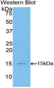 CCL2 / MCP1 Antibody (aa1-99, Cy3)