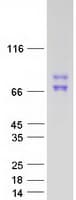 Human EDAG / HEMGN Protein (Recombinant Myc-DDK (Flag))