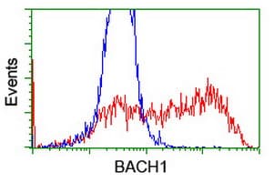 BACH1 Antibody (clone OTI4E11)