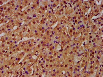 HIST1H4I Antibody