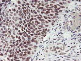 USP7 / HAUSP Antibody (clone OTI3F7)