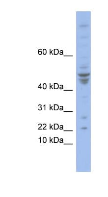 Polyclonal Rabbit anti-Human POLE4 / p12 Antibody (N-Terminus, WB)