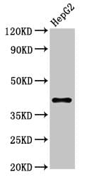 Polyclonal Rabbit anti-Human DAO / D Amino Acid Oxidase Antibody (aa1-347, IHC)