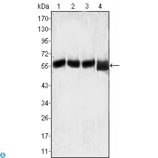 p56lck / LCK Antibody