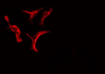 p58 / PSMD3 Antibody