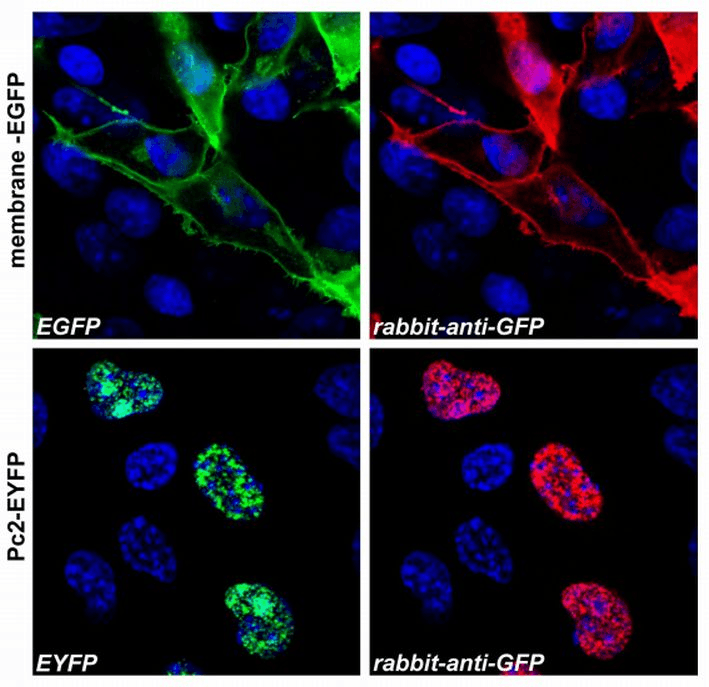 GFP Antibody (clone Polyclonal)