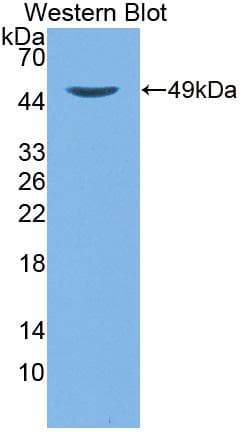 TTPA Antibody (aa88-253)