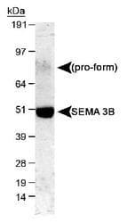 SEMA3B / SemA Antibody (Internal, DY488)