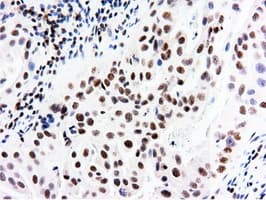 NT5DC1 Antibody (clone OTI1E11, Carrier-free)