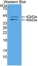 IGFBP1 Antibody (aa159-249, APC)