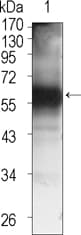 TEC Antibody (clone 3A5)