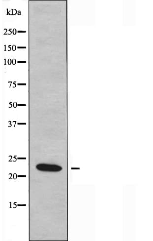 RAB37 Antibody