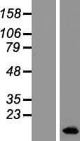 BLCAP Protein (Over-Expression Lysate Myc-DDK (Flag))