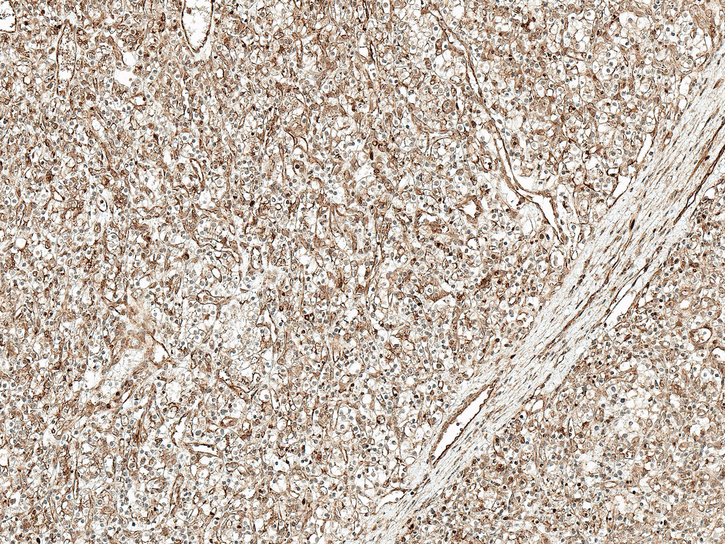 WNT4 Antibody (Biotin)