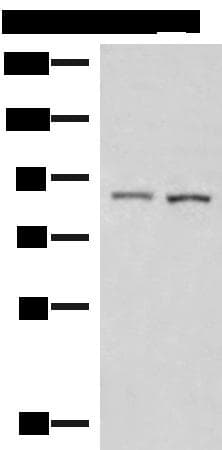 Cullin 4A / CUL4A Antibody